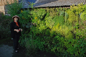 Noémie va cueillir les herbes arômatiques de son Mur