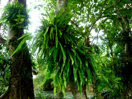 Fougères épiphytes - Khao Sok