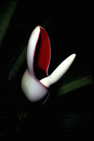 Philodendron  insigne, Saul, French Guyana