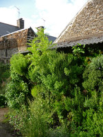 Mur de Plantes Arômatiques chez Noémie, détail