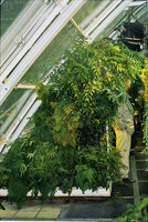 Mur Végétal de la Cité des Sciences et de l&#039;Industrie, Paris,  1986