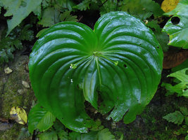 Monophyllaea horsfieldii, Banjaran, Perak, Malaysia