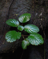 Paraboea vulpina on a shaded limestone cliff, Banjaran, Perak, Malaysia