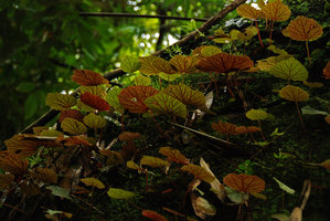 Begonia sinuata, diversité de la couleur des feuilles, Chanthaburi, Thailand