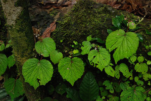 Begonia sinuata, green iridescence of the leaves, Si Phangnga NP, Thailand