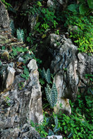 Alocasia longiloba in limestone cracks, Batu Caves, Malaysia