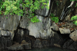 Arisaema fimbriatum and Amorphophallus sp. on a sea-side limestone cliff, Langkawi, Malaysia