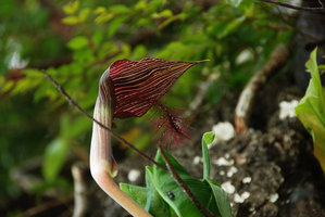 Arisaema fimbriatum inflorescence, Langkawi, Malaysia