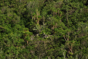Dracaena cochinchinensis in karst forest,  Khao Sam Roi Yot, Thailand