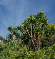 Dracaena cochinchinensis, Khao Sam Roi Yot, Thailand
