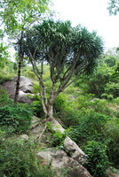Dracaena sp., Nha Trang, Vietnam