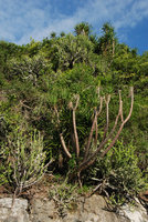 Euphorbia antiquorum and Dracaena cochinchinensis in karst forest, Khao Sam Roi Yot, Thailand