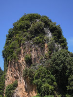 Paraboea paniculata population, the only plant growing on bare vertical  limestone cliffs  fully exposed to sunlight, Banjaran, Perak, Malaysia