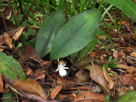 Scaphochlamys biloba, Bukit Bakar, Kelantan, Malaysia
