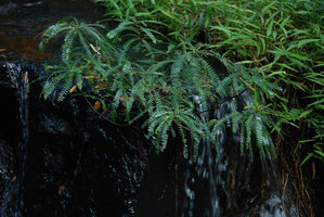 Phyllanthus rheophyticus, nouvelle espèce endémique de Hainan, décrite en 2008, Hainan