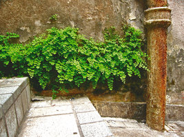 Adiantum capillus-veneris at the base of an old dripping wall, Hong Kong