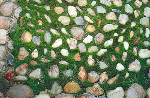 Algae and mosses on cement joints of a wall, Crato, Brazil