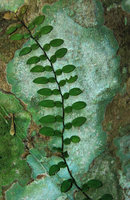 Pothos sp. sect. Eupothos on tree trunk, Alaminos, Luzon, Philippines