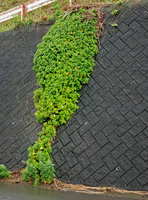 Boehmeria biloba on a roadside stone wall, Izu, Japan