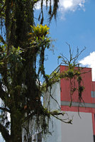 Bromeliads, ferns and Rhipsalis as epiphytes in town, Joinville, Brazil