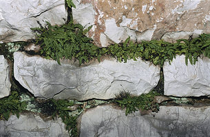 Asplenium trichomanes between stones of a wall, Monaco