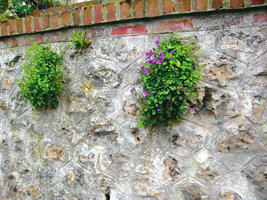 Campanula portenschlagiana and Asplenium scolopendrium in a wall crack, Trouville, France