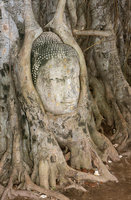 Buddha head gently wrapped in Ficus religiosa roots, Ayutthaya, Thailand