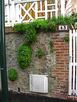 Campanula portenschlagiana naturalized on a stone wall, Trouville, France