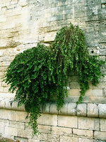 Capparis spinosa on a wall, Lecce, Italy