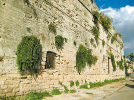 Capparis spinosa on an old wall, Lecce, Italy