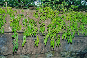Elatostema sp leafy during the rainy season, Angkor temple wall, Cambodia