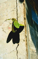 Ficus benghalensis seedling in a wall fissure, Bombay, India