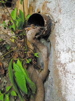 Ficus root penetrating a gutter, Halong, Vietnam