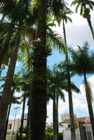 Laelia purpurata on Roystonea trunk, Joinville, Brazil