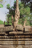 Loosed stone wall due to the penetration of Lagerstroemia calyculata roots, Angkor, Cambodia