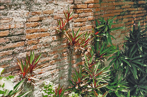 Mexican Tradescantia (Rhoeo) spathacea colonizing an old brick wall, Ayutthaya temple, Thailand