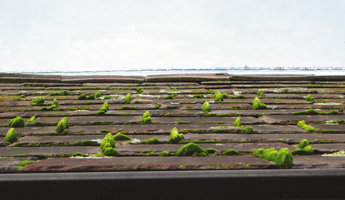 Mosses mounds on tile joints of a roof, Welsh, United Kingdom
