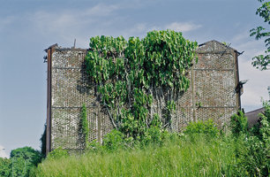 Philodendron acutatum on the brick wall of a former rum distillery, Cayenne, French Guyana