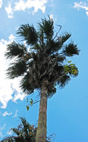 Schefflera epiphytic on a palm, Joinville, Brazil