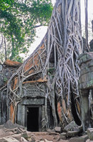 Strangling Ficus gibbosa has killed his Tetrameles nudiflora host, Ta Phrom, Angkor, Cambodia