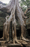 Tetrameles nudiflora , roots wrapping and stabilizing the stones, Ta Prohm temple, Angkor, Cambodia