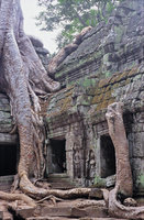 Wrapping root system of Tetrameles nudiflora, Ta Phrom, Angkor, Cambodia
