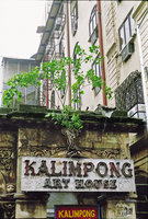 Young Ficus religiosa whose roots are penetrating the old house wall, Mumbai, India