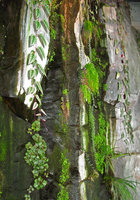 Nausicaa, ensemble plantes sur falaise suintante par Patrick Blanc, 2003