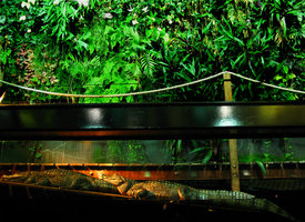 Nausicaa, Caïmans et Mur végétal