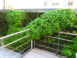 Parlement Bruxelles, Geranium macrorrhizum sur rembarde