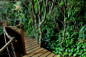 Forêt immergée à Nausicaa