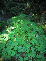 Chaumont sur Loire, Boehmeria tricuspis dans le Vallon des Brumes