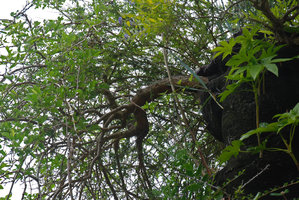 Chaumont sur Loire, Broussonetia papyrifera sur sommet Mur, août 2009