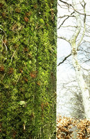 Chaumont sur Loire, Mur Végétal de Mousses